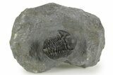 Detailed Gerastos Trilobite Fossil - Morocco #377259-3